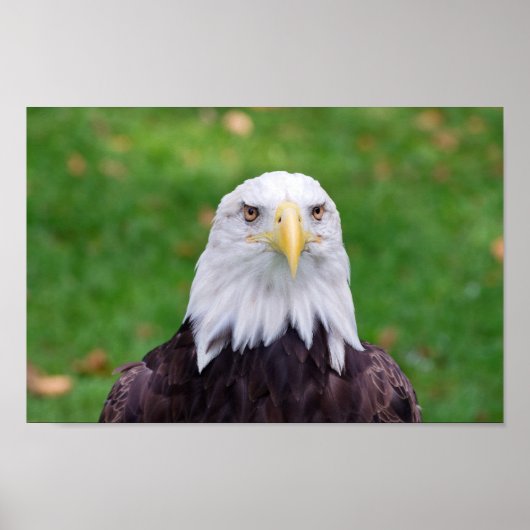 Ogen van een adelaar poster (Voorkant)