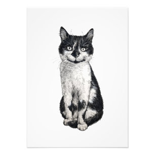Ogie de kat foto afdruk