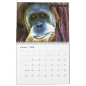Ogoetan, BESPAAR DE ORANGUTAN Kalender (Jan 2026)