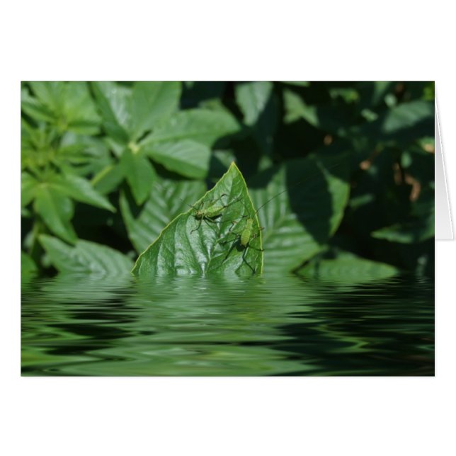 Oh! (Voorkant Horizontaal)