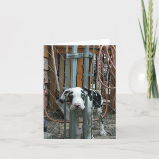 "Oh Cash!" Grote Deense puppy Kaart (Voorkant)