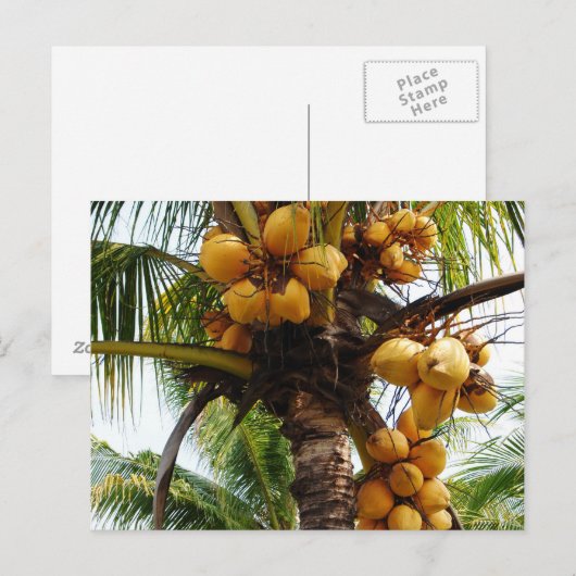 Oh Coconuts Briefkaart (Voorkant / Achterkant)