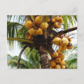 Oh Coconuts Briefkaart (Voorkant)