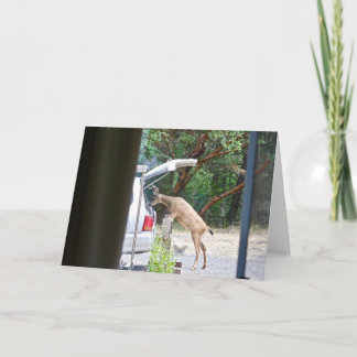 Oh Deer! Kaart
