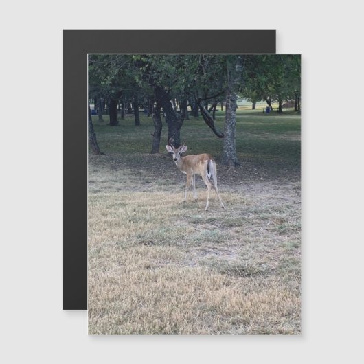 Oh Deer Magnet (Voorkant / Achterkant)