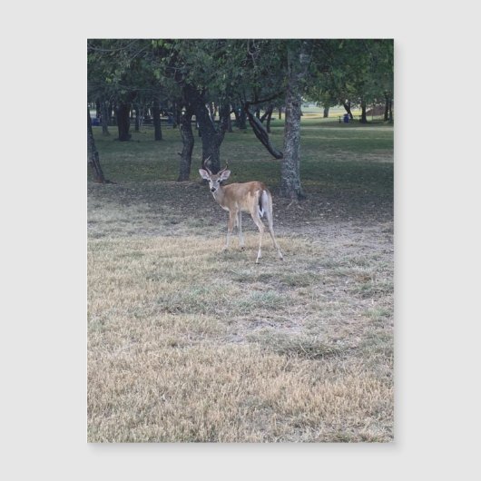 Oh Deer Magnet (Voorkant)