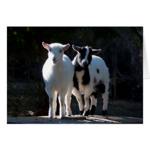 Oh dus Cute Nigerian Dwarf Goats