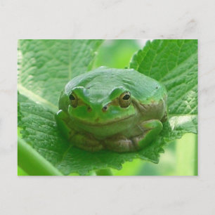 Oh gelukkige dag - groene kikker dicht bij elkaar briefkaart
