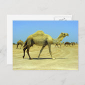 Oh gelukkige dag - kamelen in de woestijn briefkaart (Voorkant / Achterkant)