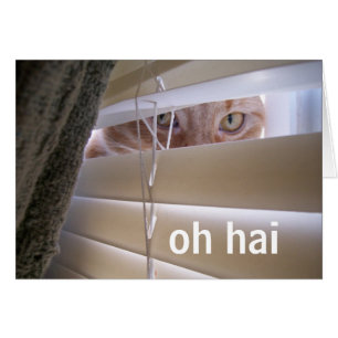 Oh Hai — Kat in het raam