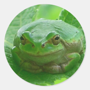 Oh happy day - groene kikker close-up ronde sticker
