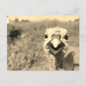 Oh... Hoi! -Briefkaart Briefkaart (Voorkant)