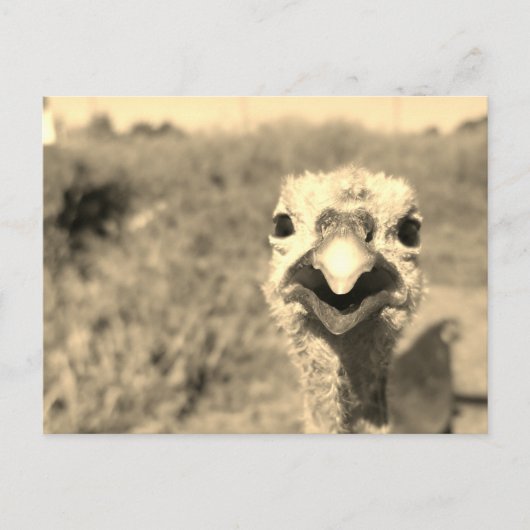 Oh... Hoi! -Briefkaart Briefkaart (Voorkant)