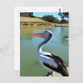 Oh Im A Happy Pelican Tra Lah, Briefkaart (Voorkant / Achterkant)