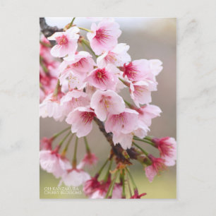 Oh-kanzakura: Cherry Blossom [Briefkaart] Briefkaart