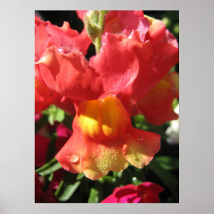 Oh Magnetisch! Dragon Poster