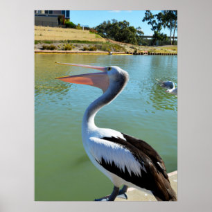 Oh mijn een Happy Pelican Tra Lah Lah, Wall Poster