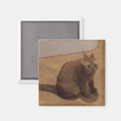 Oh nee griezel kat meme magneet (Voorkant / Achterkant)