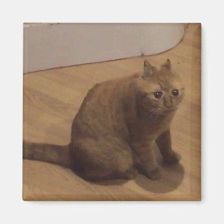 Oh nee griezel kat meme magneet