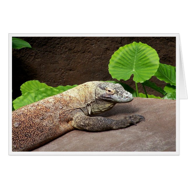 "Oh nee...Komodo!" (Voorkant Horizontaal)
