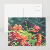 Ohai Alii Briefkaart (Voorkant / Achterkant)