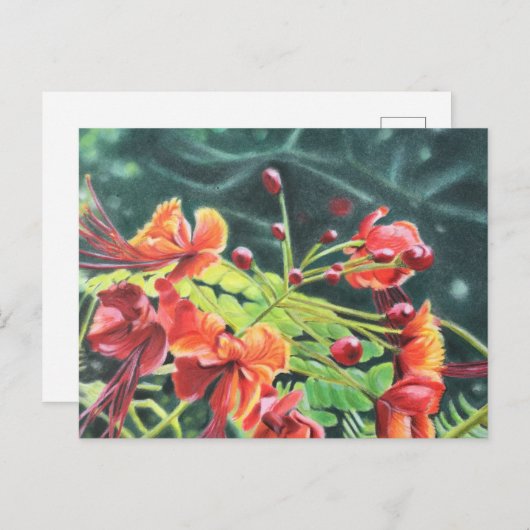 Ohai Alii Briefkaart (Voorkant / Achterkant)