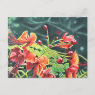 Ohai Alii Briefkaart