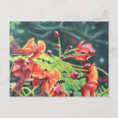 Ohai Alii Briefkaart (Voorkant)