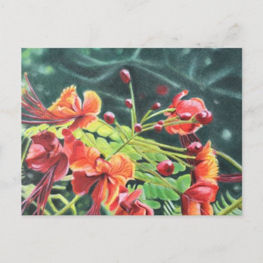 Ohai Alii Briefkaart (Voorkant)