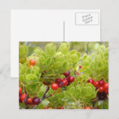 Ohelo Berries Briefkaart (Voorkant / Achterkant)