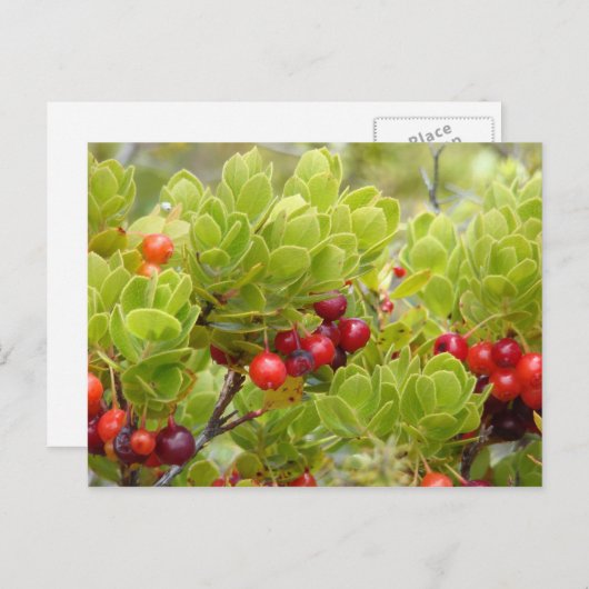 Ohelo Berries Briefkaart (Voorkant / Achterkant)