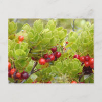 Ohelo Berries