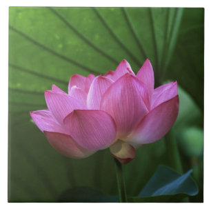Ohga Lotus, Sankei-en Garden, Yokohama, Japan Tegeltje