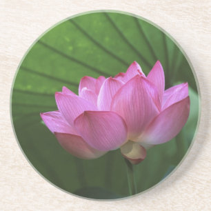 Ohga Lotus, Sankei-en Garden, Yokohama, Japan Zandsteen Onderzetter