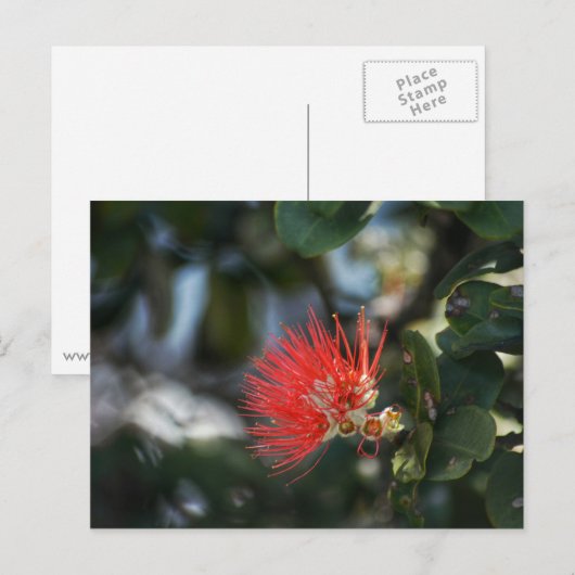 Ohia Lehua Blossom Briefkaart (Voorkant / Achterkant)