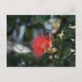 Ohia Lehua Blossom Briefkaart (Voorkant)
