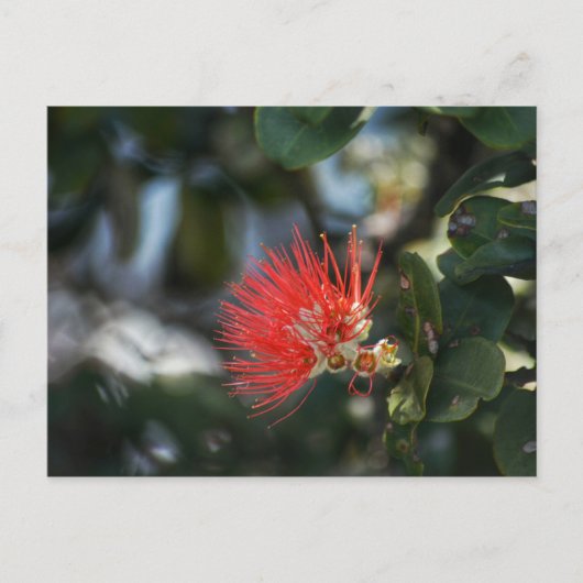 Ohia Lehua Blossom Briefkaart (Voorkant)
