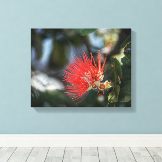 Ohia Lehua Blossom Canvas Afdruk (Insitu (Houten vloer))