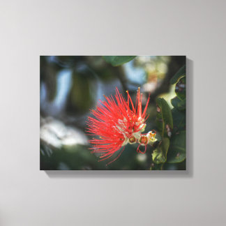 Ohia Lehua Blossom Canvas Afdruk