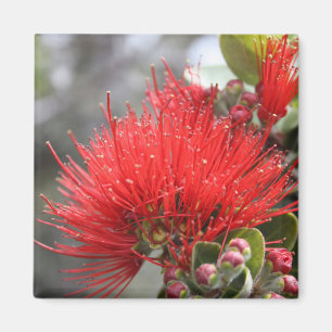 Ohia Lehua blossom Magneet
