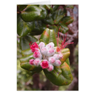 Ohia Lehua Buds