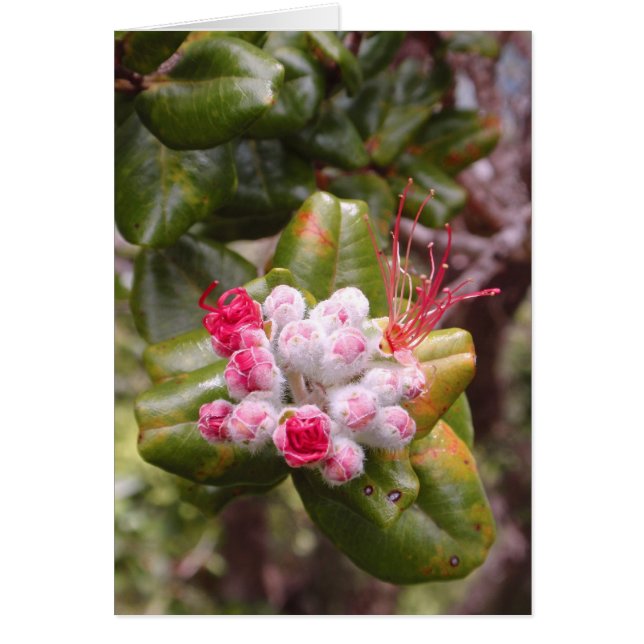 Ohia Lehua Buds (Voorkant)