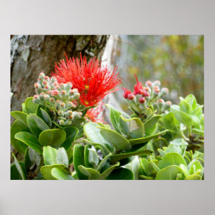 Ohia Lehua Poster