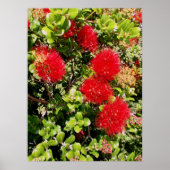 Ohia Lehua Poster (Voorkant)
