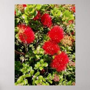 Ohia Lehua Poster
