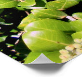 Ohia Lehua Poster (Hoek)