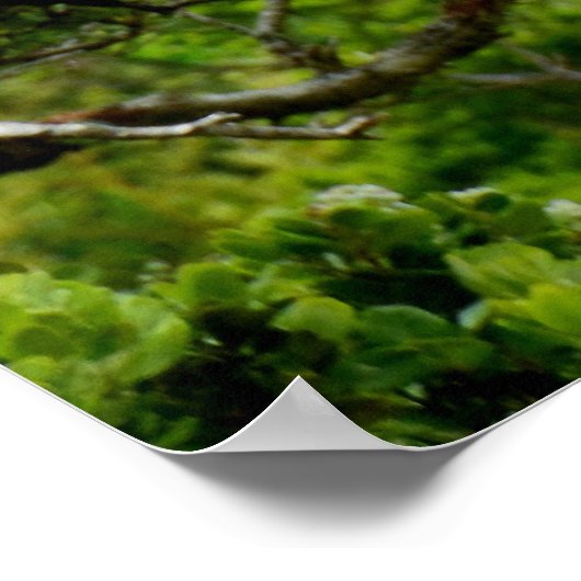 Ohia Lehua Poster (Hoek)