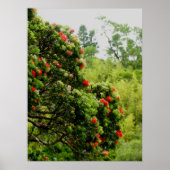 Ohia Lehua Poster (Voorkant)