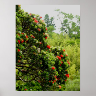 Ohia Lehua Poster