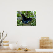 Ohio Blue Swallowtail Butterfly Poster (Keuken)